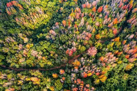  Đẹp ngỡ ngàng mùa lá đỏ ở rừng Khe Sanh