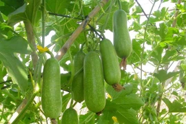 Ăn bí đao đúng cách giúp đẹp da, giữ dáng, chống nắng