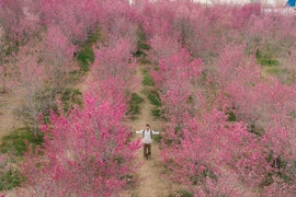 Ngắm hoa anh đào Mường Phăng bung nở, chọn tự túc hay đi tour?