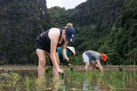 Du khách Tây mê mẩn trải nghiệm làm nông dân cấy lúa ở Tam Cốc