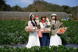 Mộc Châu vào mùa dâu tây, trải nghiệm hái quả hút khách