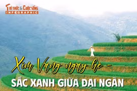 [INFOGRAPHIC] Xím vàng ngày hè - Sắc xanh giữa đại ngàn