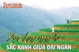 [INFOGRAPHIC] Xím vàng ngày hè - Sắc xanh giữa đại ngàn