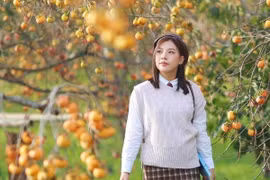 Mộc Châu nhuộm sắc cam mùa hồng chín, chọn tour nào để trải nghiệm trọn vẹn?