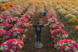 Sắc hoa giấy nhuộm xuân làng Phú Sơn, hút khách tham quan cuối năm