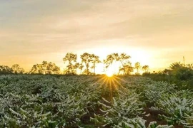 Mùa hoa cà phê nở rộ, Tây Nguyên thành điểm hẹn du xuân hút khách