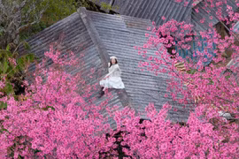 Hoa Tớ Dày thường nở rộ vào thời điểm cuối năm, đầu xuân. Khi những thửa ruộng bậc thang đã tạm nghỉ sau vụ mùa, sắc hoa lại trở thành điểm nhấn, “đánh thức” không gian núi rừng vốn trầm mặc. Ảnh Vua Ăn Mày