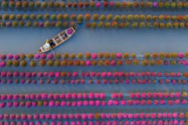 Những năm gần đây, làng hoa Sa Đéc đã trở thành điểm đến hấp dẫn của du khách, đặc biệt vào mùa giáp Tết. Du khách có thể dạo bước trên những lối đi giữa biển hoa, trải nghiệm chèo xuồng len lỏi giữa các giàn hoa treo cao, tìm hiểu quy trình trồng hoa và chụp ảnh check-in giữa không gian rực rỡ sắc màu. Ảnh Fanpage Làng hoa Sa Đéc