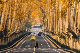 Ngẩn ngơ trước Đại lộ Ngô Đồng 'chốn' lãng mạn giữa lòng Nam Kinh