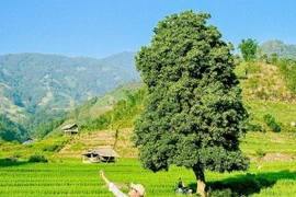 Đắm say mùa lúa xanh Nậm Cang