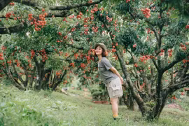 Lục Ngạn mùa vải chín đỏ rực hút chân du khách dịp hè