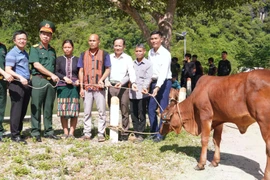 Trao tặng 40 con bò giống cho hộ nghèo ở Quảng Trị