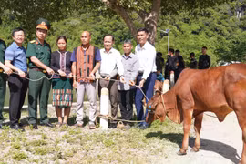 Trao tặng 40 con bò giống cho hộ nghèo ở Quảng Trị