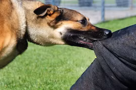 Bé gái ở Quảng Trị tử vong sau 4 tháng bị chó cắn, nghi bệnh dại