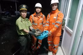 Phát hiện cá thể tê tê quý hiếm ở Huế