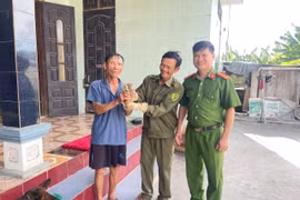 Người dân giao nộp cá thể cu li quý hiếm ở Quảng Bình