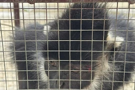 Bắt cá thể voọc đen Hà Tĩnh tấn công người ở Quảng Trị