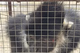 Bắt cá thể voọc đen Hà Tĩnh tấn công người ở Quảng Trị