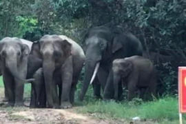 Một người dân bị voi rừng tấn công tử vong ở Đồng Nai