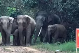 Một người dân bị voi rừng tấn công tử vong ở Đồng Nai