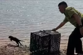 Người dân giao nộp rái cá quý hiếm để thả về tự nhiên