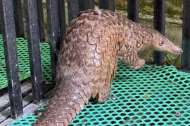 Người dân Lâm Đồng tự nguyện giao nộp cá thể tê tê quý hiếm