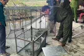 Người dân Hà Tĩnh tự nguyện giao nộp 3 cá thể trăn đất quý hiếm