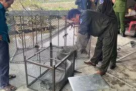 Người dân Hà Tĩnh tự nguyện giao nộp 3 cá thể trăn đất quý hiếm