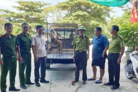 Người dân Quảng Trị giao nộp cá thể khỉ đuôi lợn quý hiếm