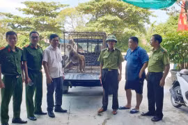Người dân Quảng Trị giao nộp cá thể khỉ đuôi lợn quý hiếm