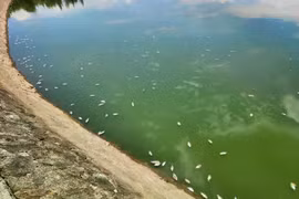 Cá chết trắng mặt hồ Bồng Sơn ở Hà Tĩnh