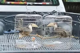 Người dân Quảng Trị giao nộp 2 cá thể chim niệc nâu quý hiếm