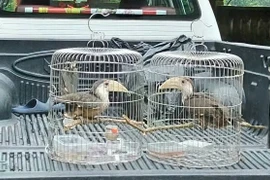 Người dân Quảng Trị giao nộp 2 cá thể chim niệc nâu quý hiếm