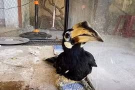 Đà Nẵng tiếp nhận cá thể chim cao cát bụng trắng quý hiếm