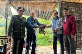 Người dân TP Huế giao nộp cá thể khỉ đuôi lợn quý hiếm