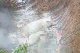 Tiêu huỷ 2000 con heo bị dịch tả ở Quảng Trị