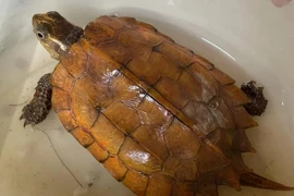 Người dân Hà Tĩnh giao nộp cá thể rùa vàng quý hiếm