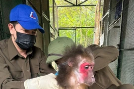 Người dân Quảng Trị giao nộp 2 cá thể khỉ quý hiếm