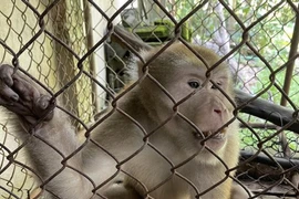 Người dân Hà Tĩnh tự nguyện giao nộp cá thể khỉ mốc quý hiếm