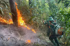 Kịp thời dập tắt đám cháy rừng phòng hộ ở khu vực Đèo Ngang