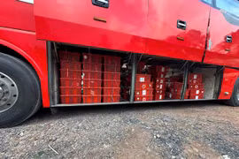 Bắt giữ vụ vận chuyển trái phép 676 con rắn hổ mang ở Quảng Trị