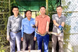 Vườn Quốc gia Vũ Quang tiếp nhận cá thể trăn đất quý hiếm