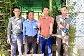 Vườn Quốc gia Vũ Quang tiếp nhận cá thể trăn đất quý hiếm
