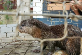 Đánh cá trên sông, người dân bắt được con vật cực quý hiếm