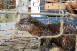 Đánh cá trên sông, người dân bắt được con vật cực quý hiếm