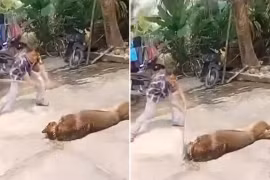 Cụ ông ở Hà Tĩnh bị chó béc giê cắn tử vong