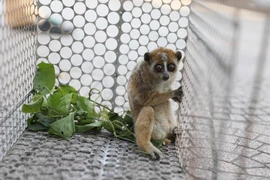 Người dân Hà Tĩnh giao nộp cá thể culi quý hiếm