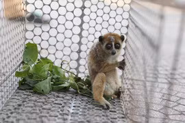 Người dân Hà Tĩnh giao nộp cá thể culi quý hiếm