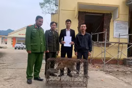 Người dân Quảng Trị giao nộp cá thể khỉ vàng quý hiếm