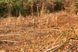 Chặt phá rừng, người đàn ông bị xử phạt 37,5 triệu đồng